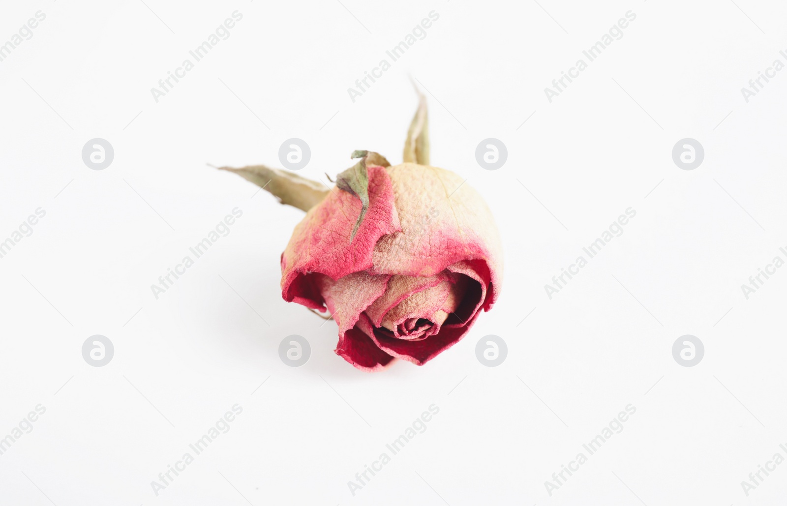 Photo of Beautiful dry rose flower isolated on white