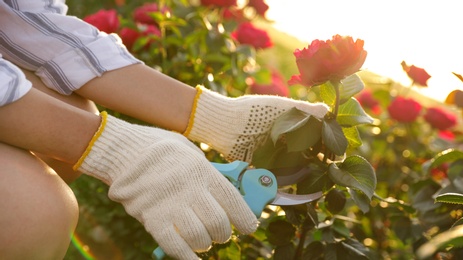 Photo of Woman pruning rose bush outdoors, closeup. Gardening tool