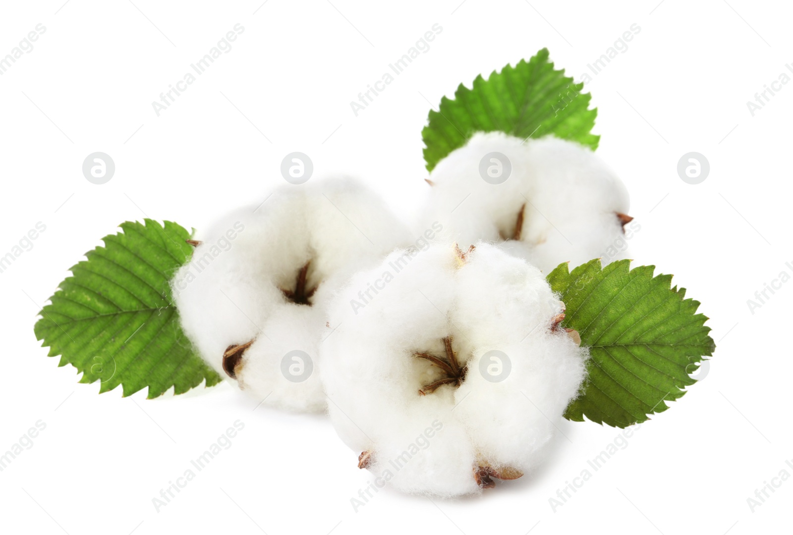 Photo of Cotton flowers with green leaves on white background