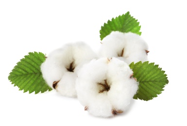 Photo of Cotton flowers with green leaves on white background