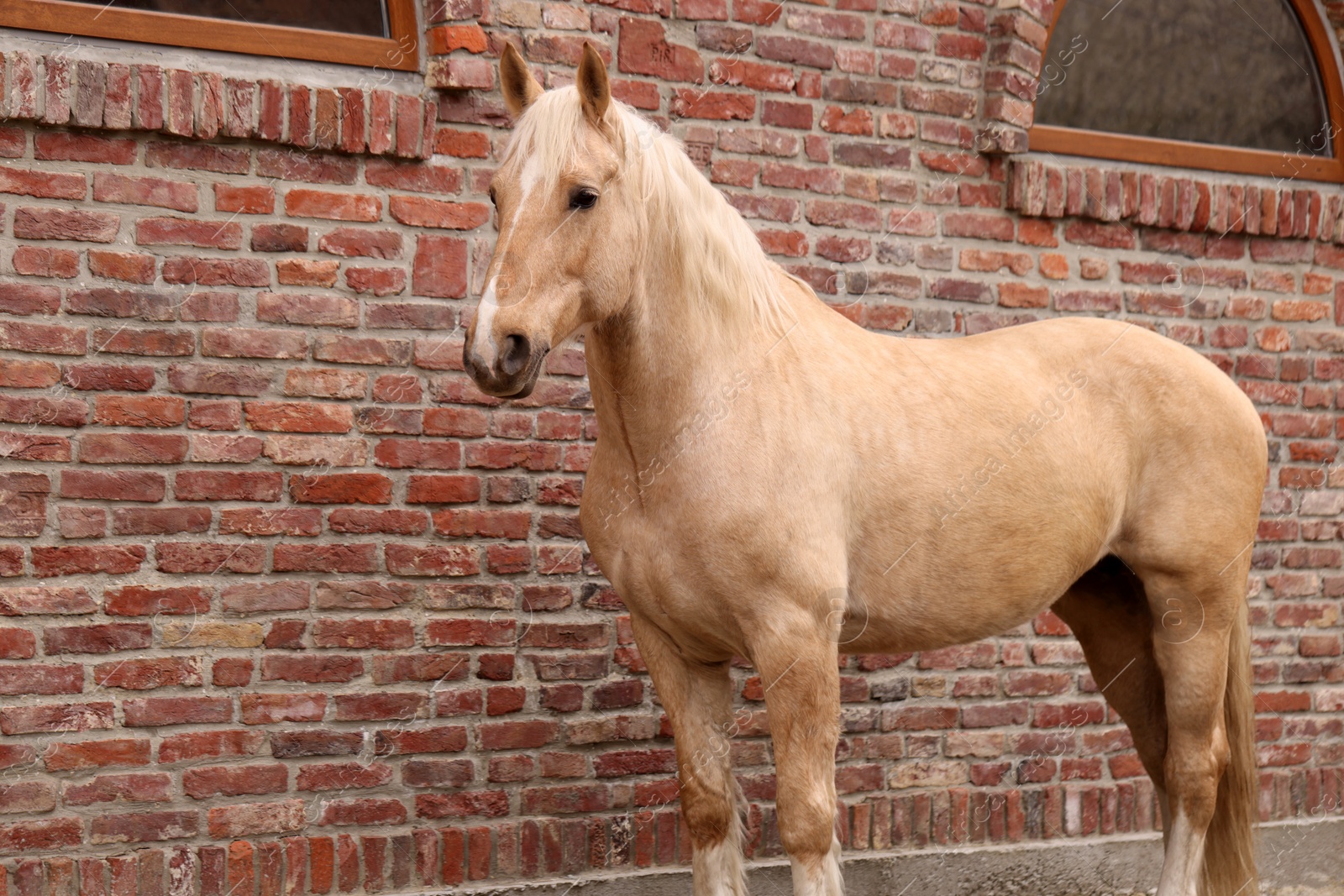 Photo of Adorable horse near brick building outdoors. Lovely domesticated pet