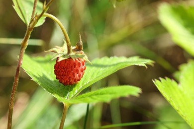 Photo of One small wild strawberry growing outdoors. Space for text