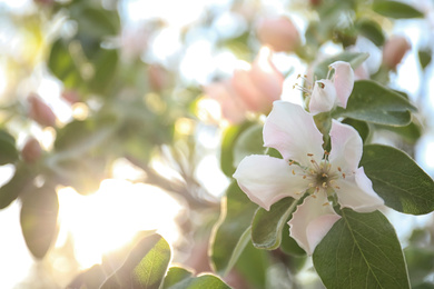 Closeup view of beautiful blossoming quince tree outdoors on spring day