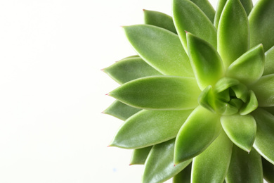 Photo of Beautiful echeveria on white background, top view. Succulent plant