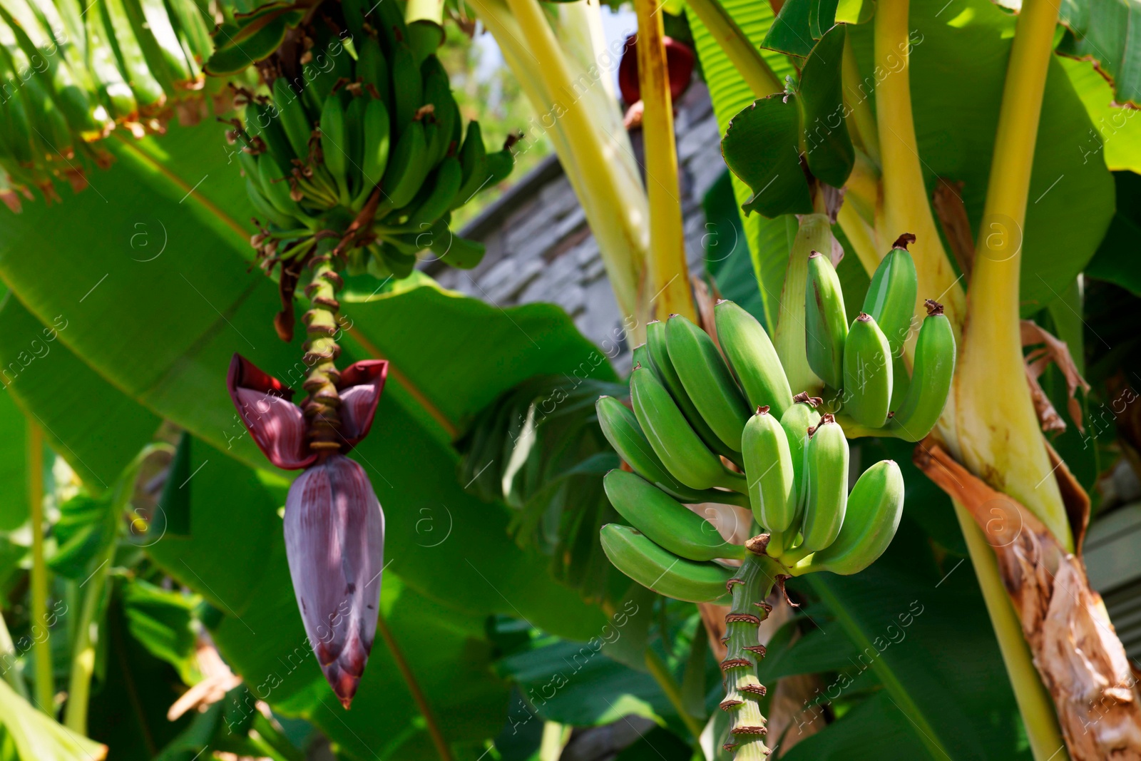 Photo of Tropical plant with green leaves and ripening bananas outdoors