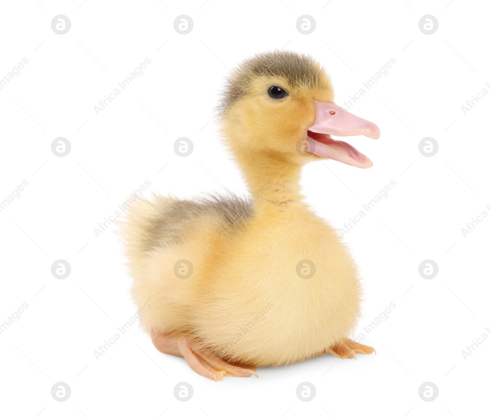 Photo of Baby animal. Cute fluffy duckling on white background