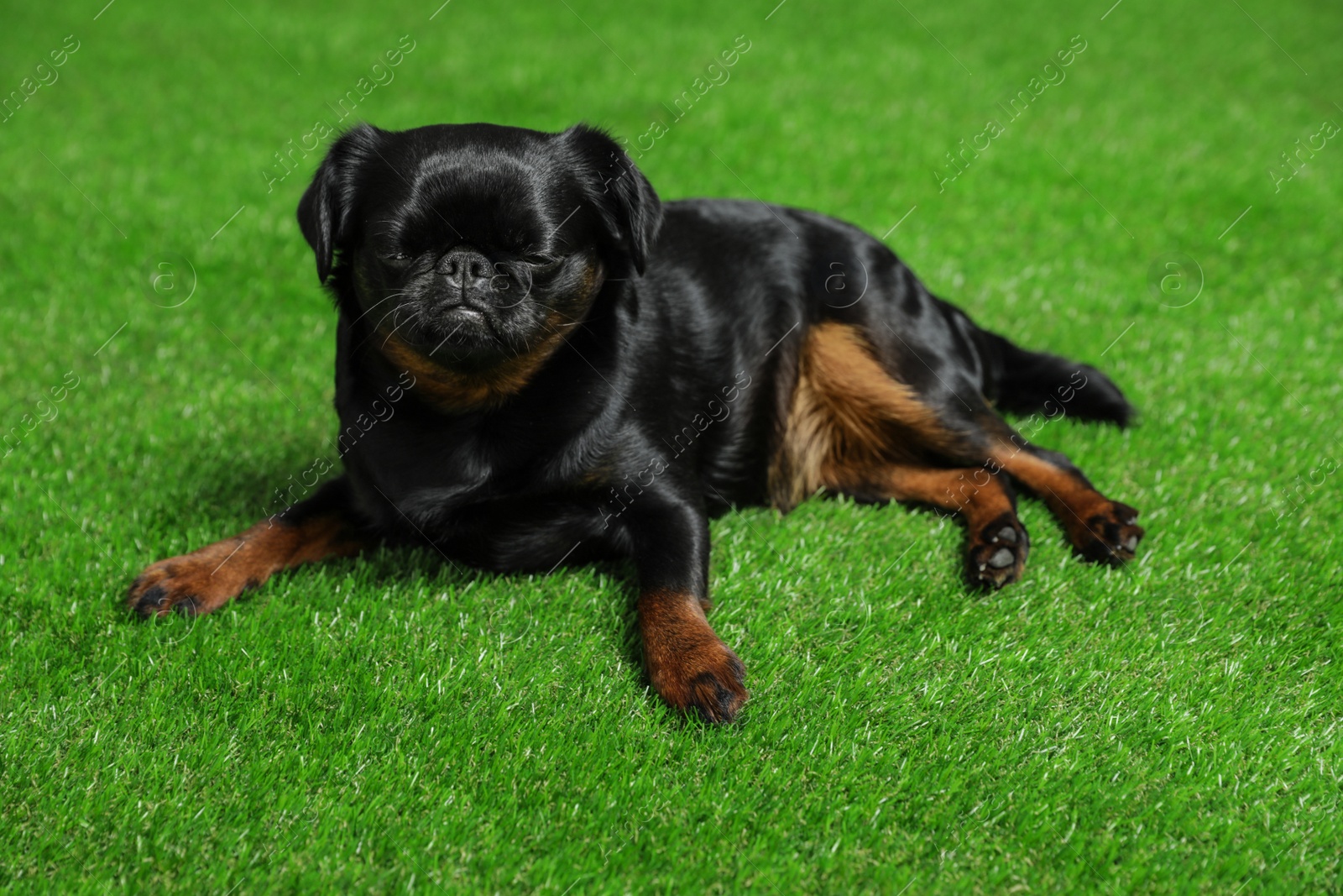 Photo of Adorable black Petit Brabancon dog lying on green grass