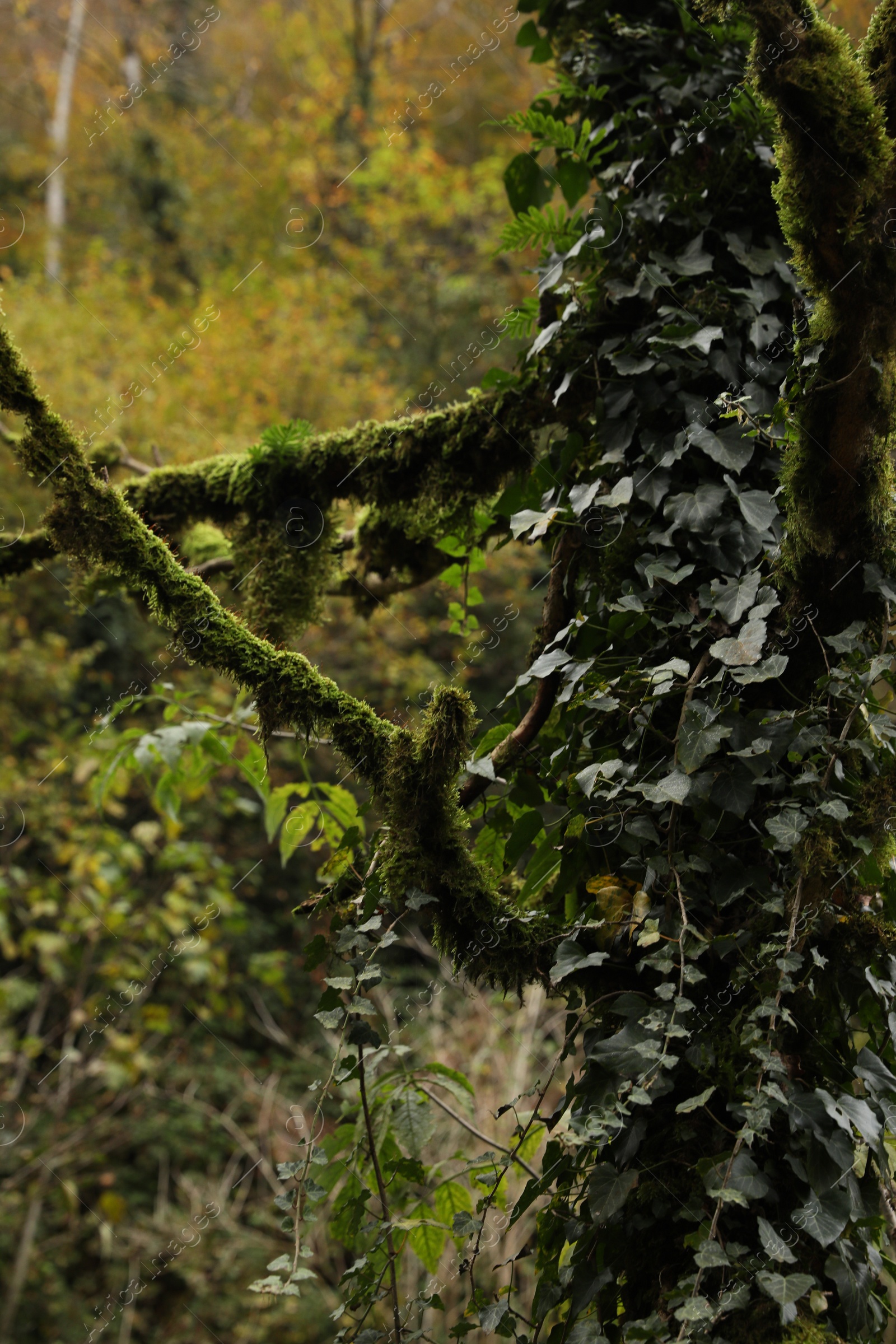 Photo of Beautiful view of tree with green moss and leaves outdoors, closeup