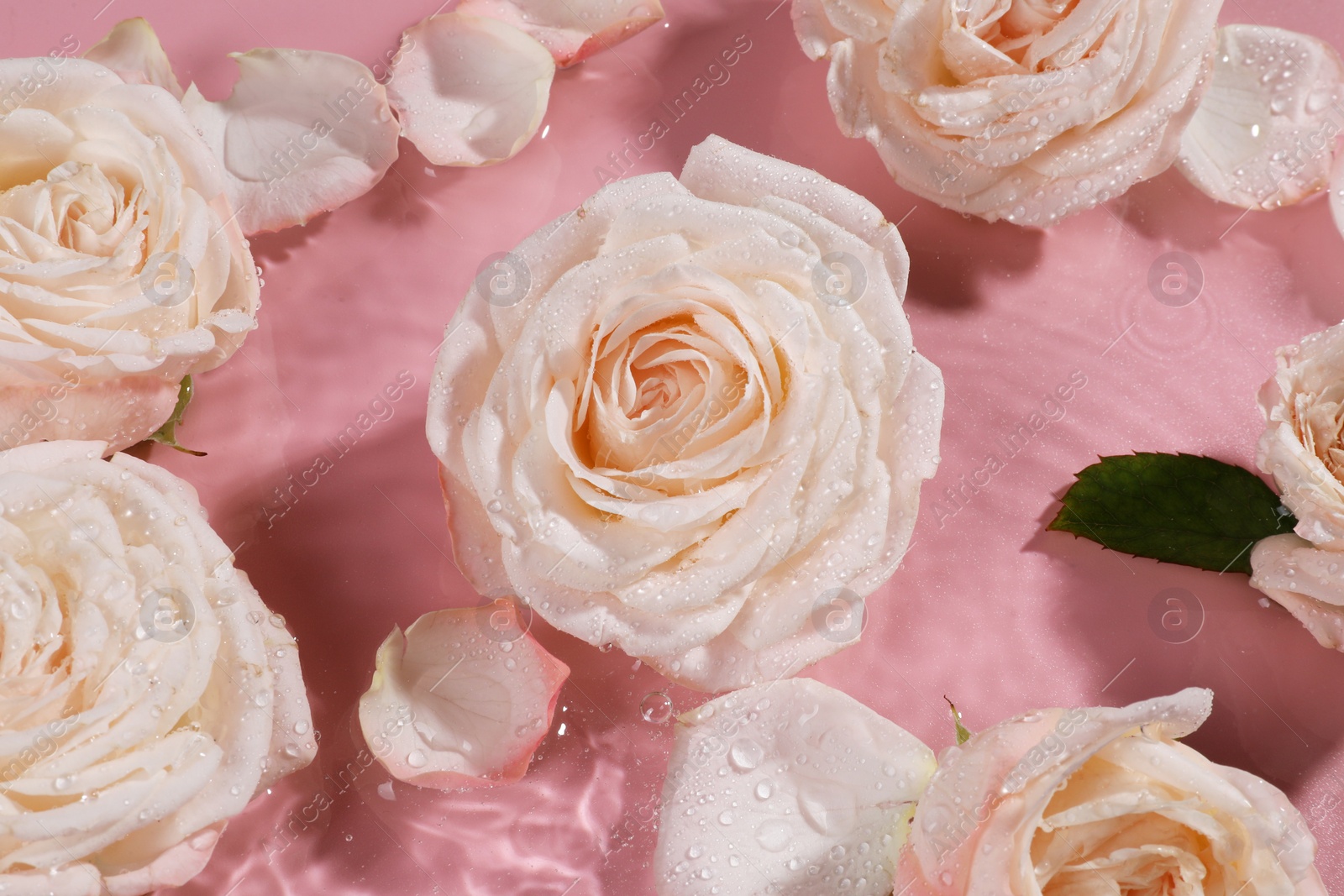 Photo of Beautiful roses and petals in water on pink background, top view