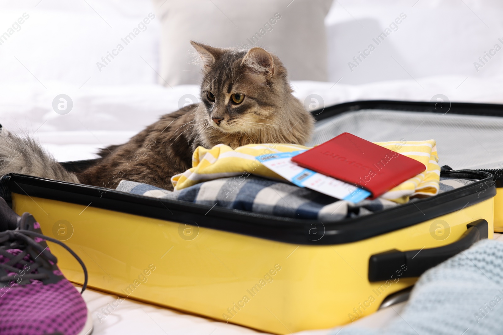 Photo of Travel with pet. Clothes, cat, passport and suitcase on bed indoors