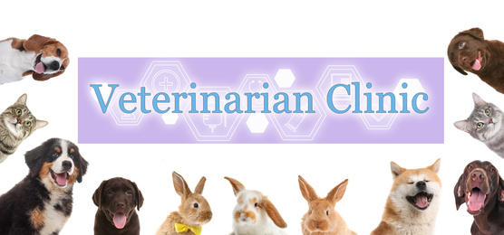 Image of Collage with different cute pets and text Veterinarian Clinic on white background. Banner design