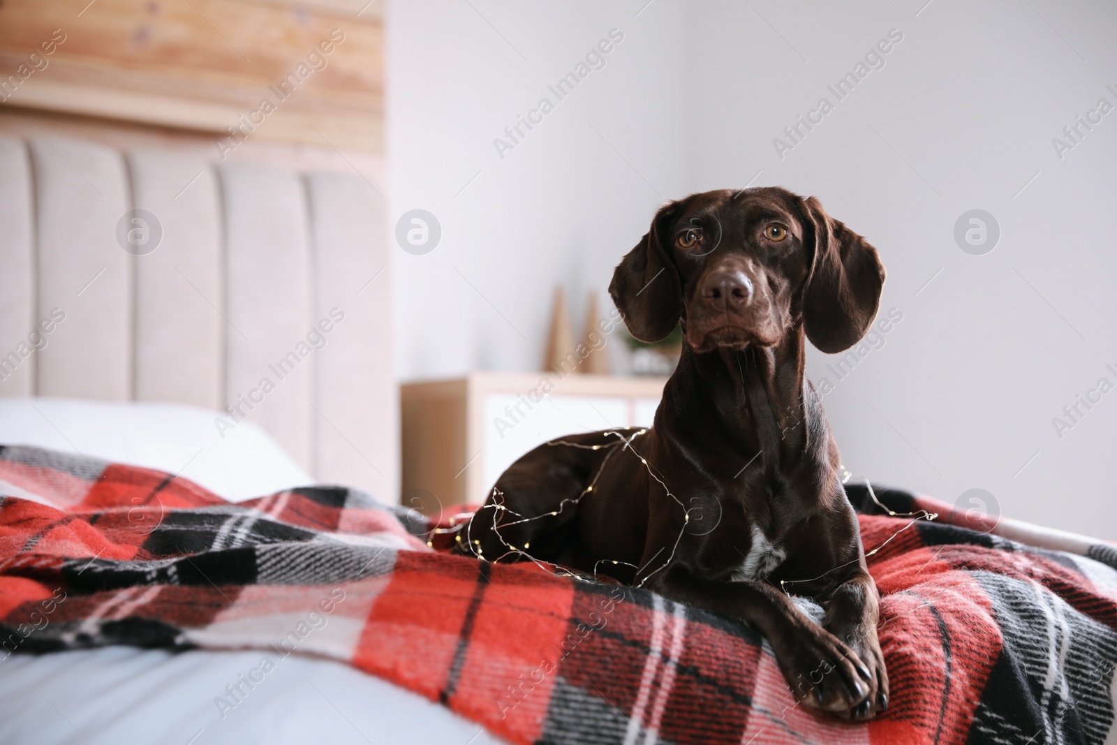 Photo of Cute dog with Christmas lights on bed at home, space for text