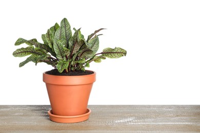 Sorrel plant in pot on wooden table against white background