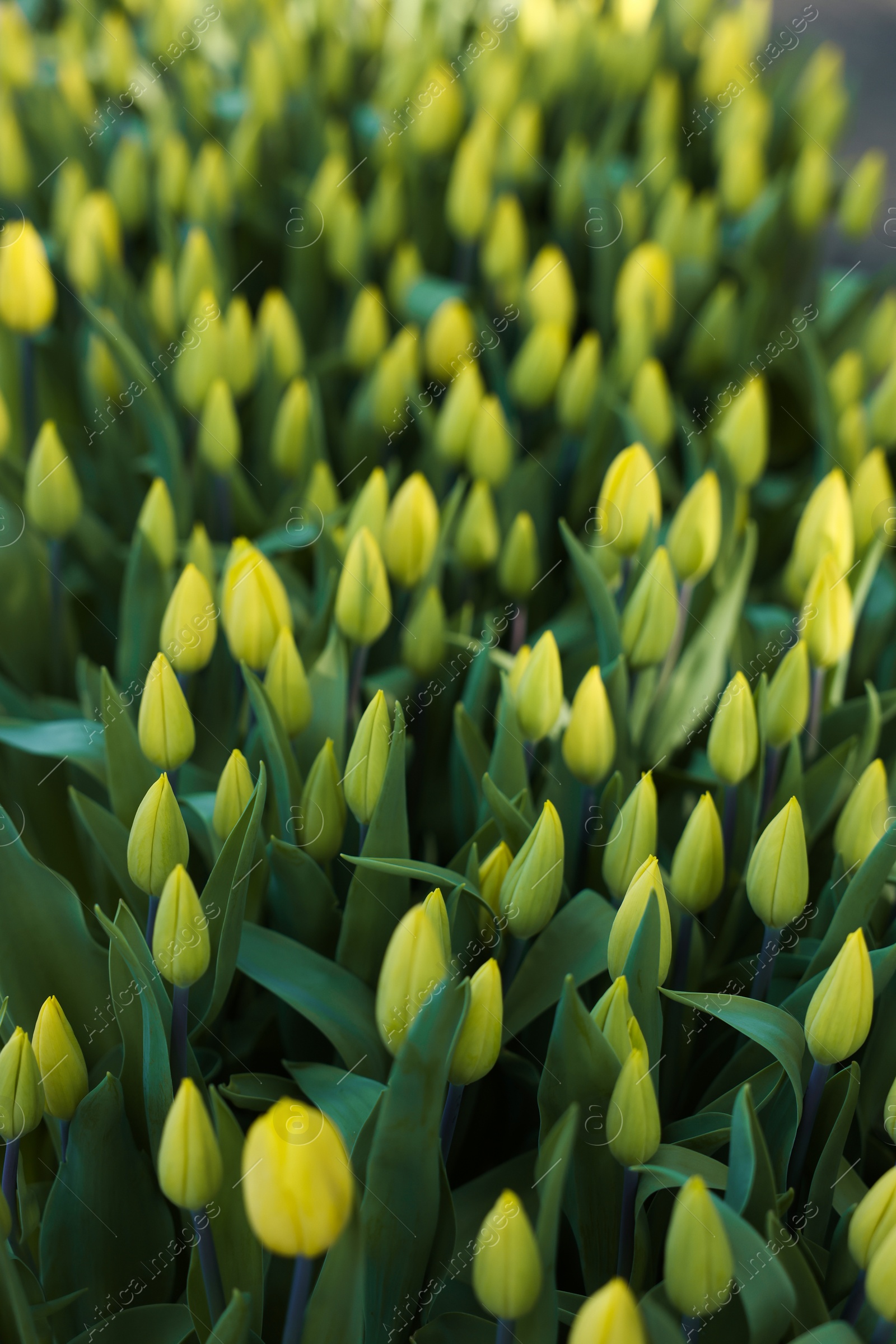 Photo of Many beautiful tulip flowers growing outdoors, closeup. Spring season