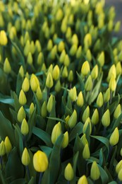 Many beautiful tulip flowers growing outdoors, closeup. Spring season