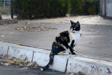Lonely stray cat on pavement outdoors. Homeless pet