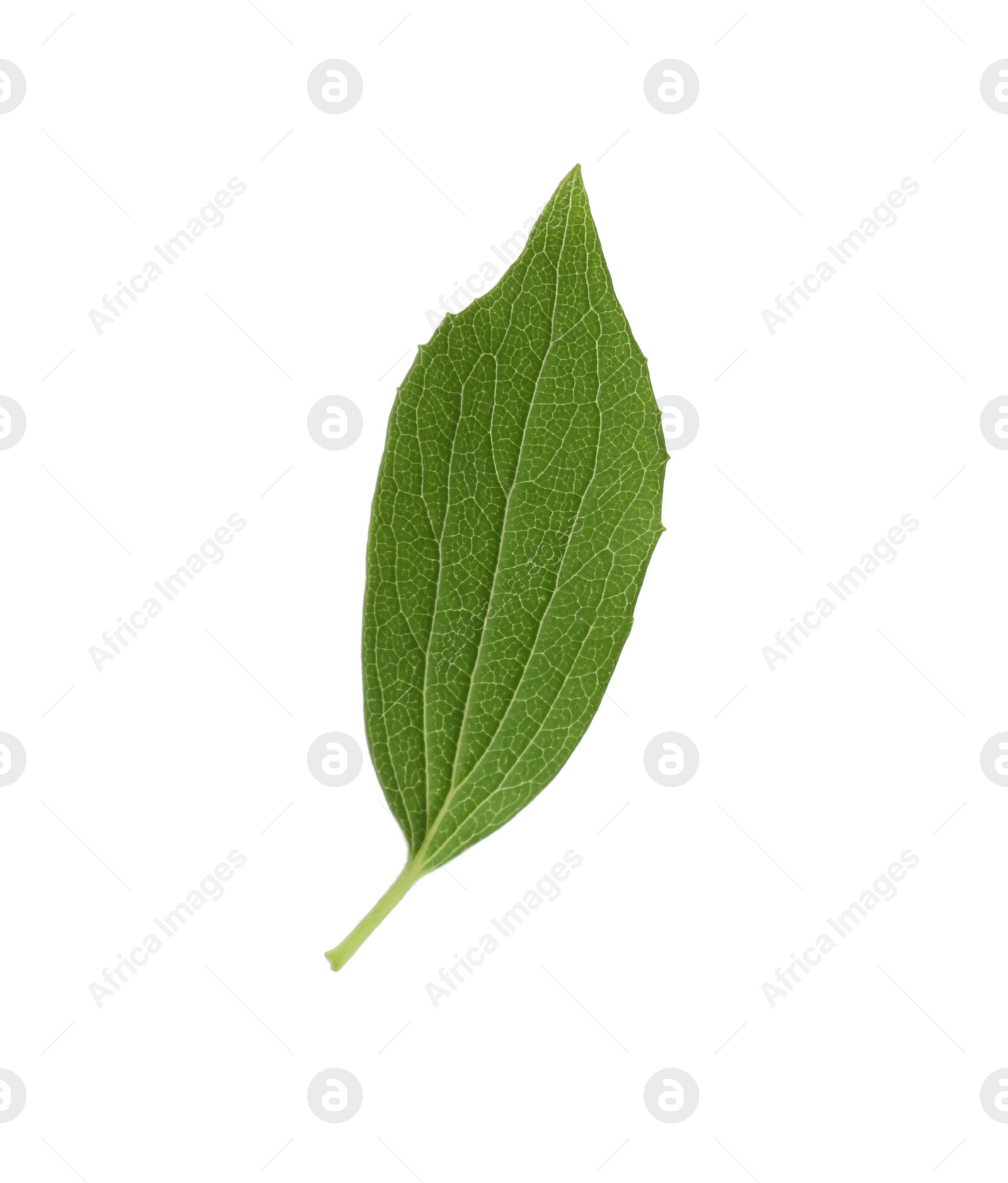 Photo of Fresh green jasmine leaf isolated on white, top view