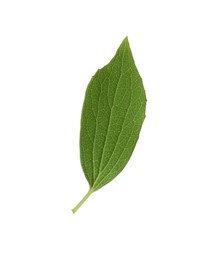 Photo of Fresh green jasmine leaf isolated on white, top view