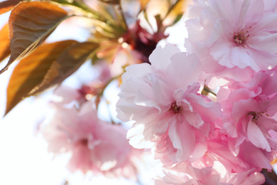 Blossoming pink sakura tree outdoors on spring day, closeup