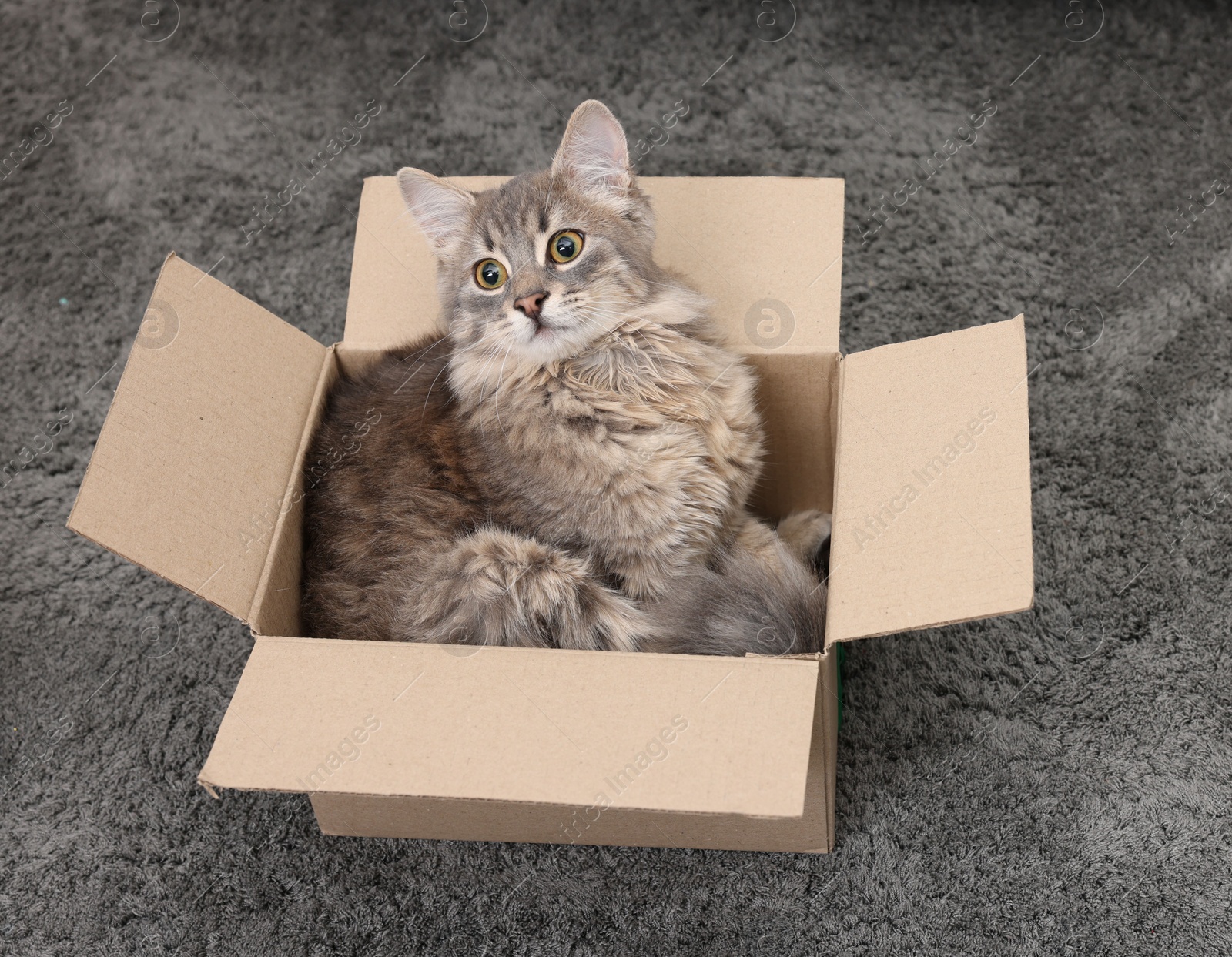 Photo of Cute fluffy cat in cardboard box on carpet