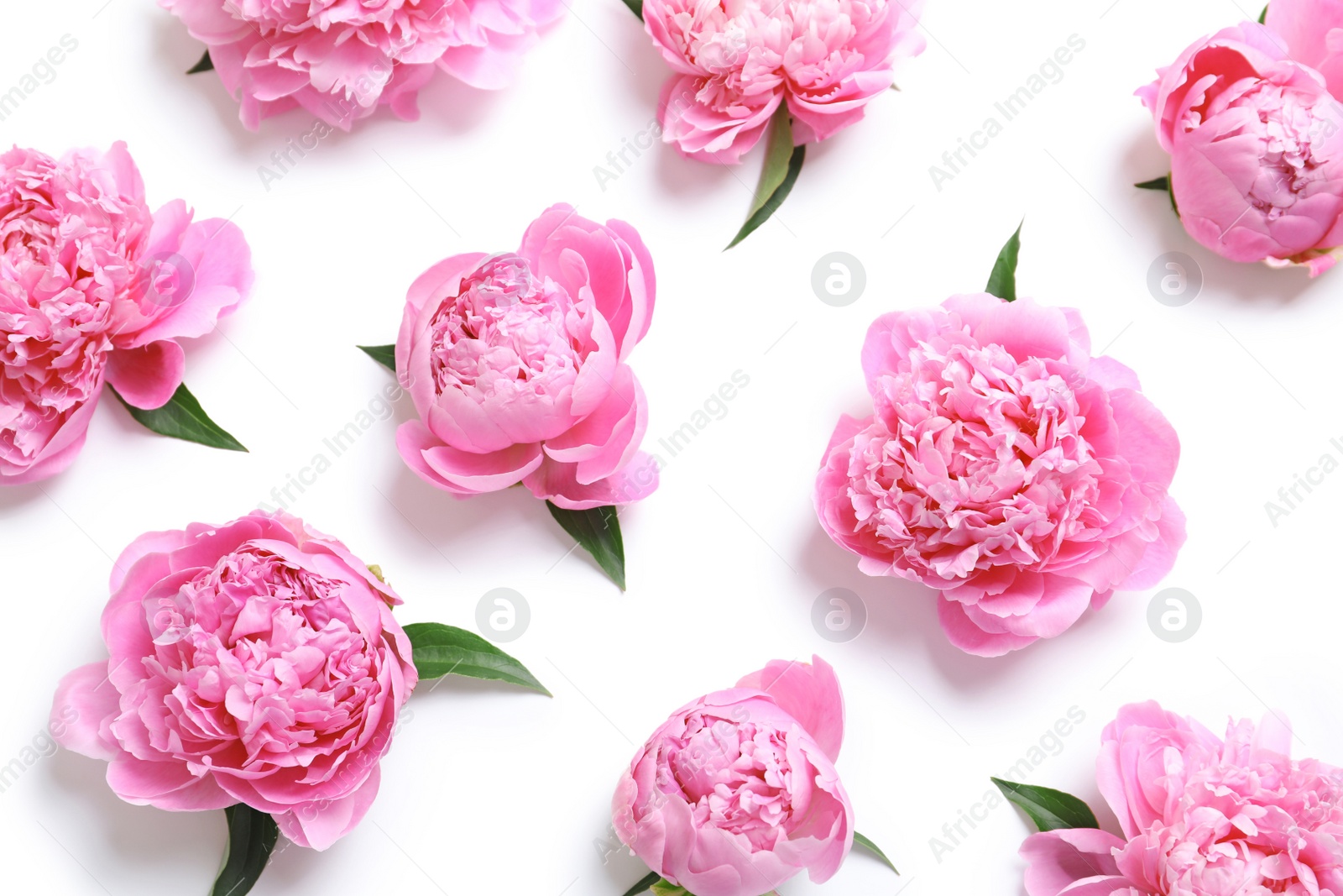 Photo of Beautiful fragrant peony flowers on white background