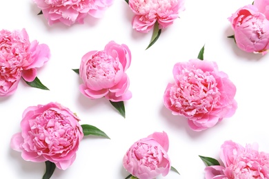 Beautiful fragrant peony flowers on white background