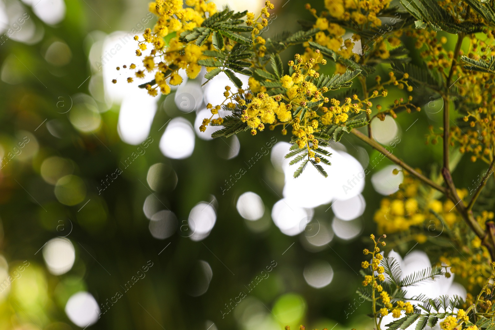 Photo of Beautiful mimosa plant on blurred background, closeup. Space for text