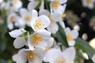 Photo of Closeup view of beautiful blooming white jasmine shrub outdoors