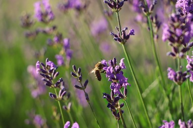 Closeup view of beautiful lavender with bee in field on sunny day