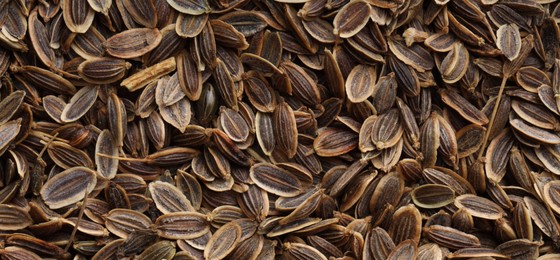 Image of Many dill seeds as background, top view. Banner design