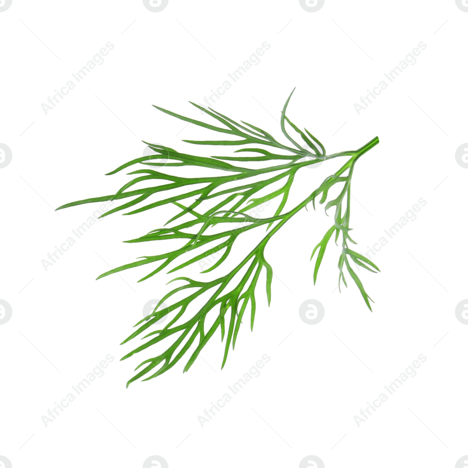 Photo of Sprig of fresh dill isolated on white