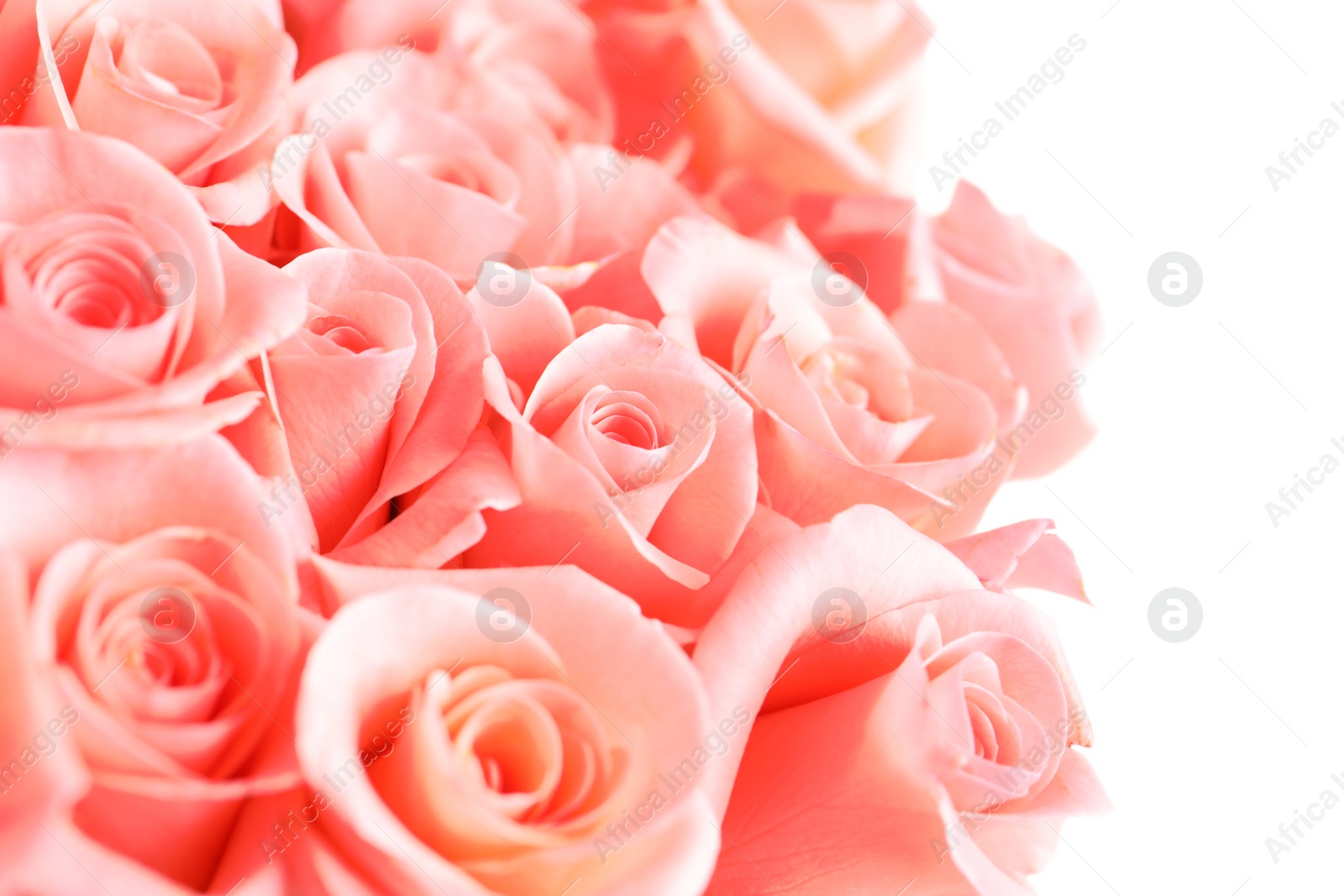 Photo of Bouquet of beautiful roses, closeup