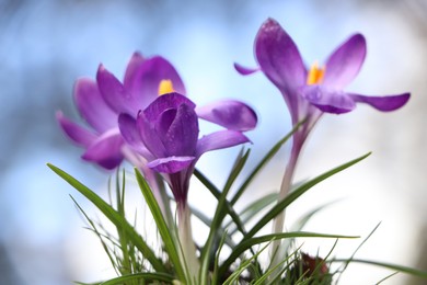 Fresh purple crocus flowers growing on blurred background