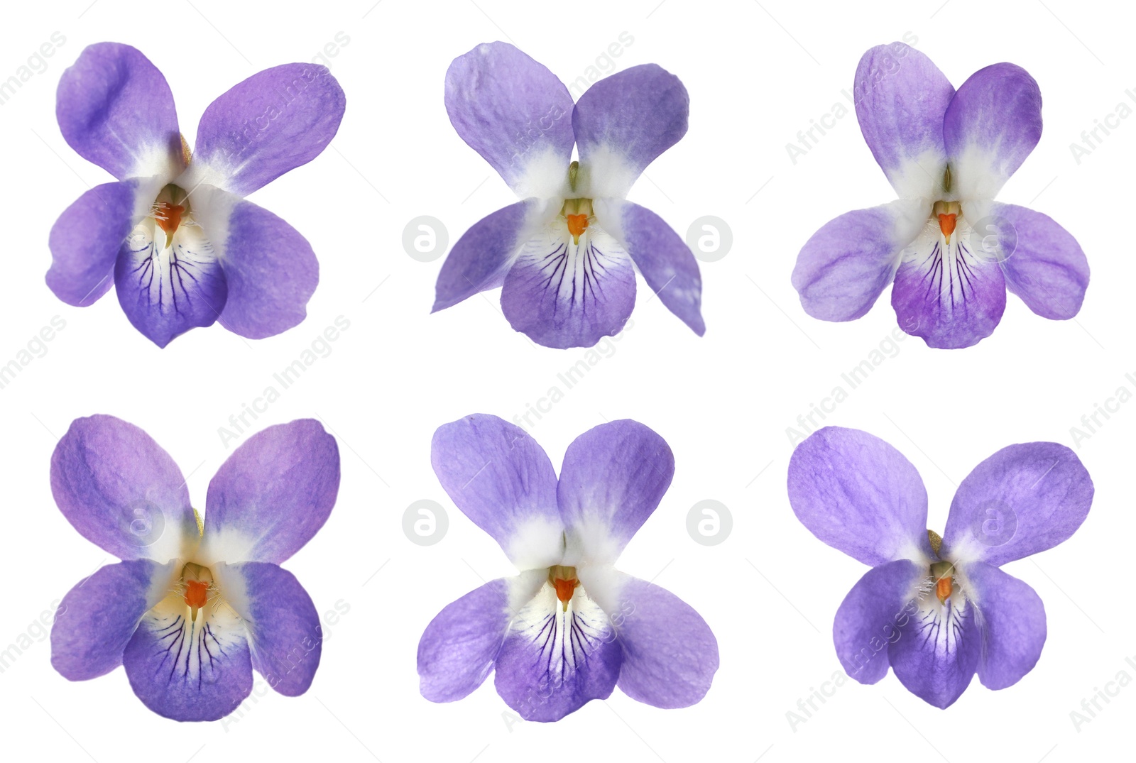 Image of Set with beautiful wood violets on white background. Spring flowers