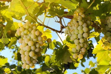 Photo of Tasty grapes growing in vineyard on sunny day