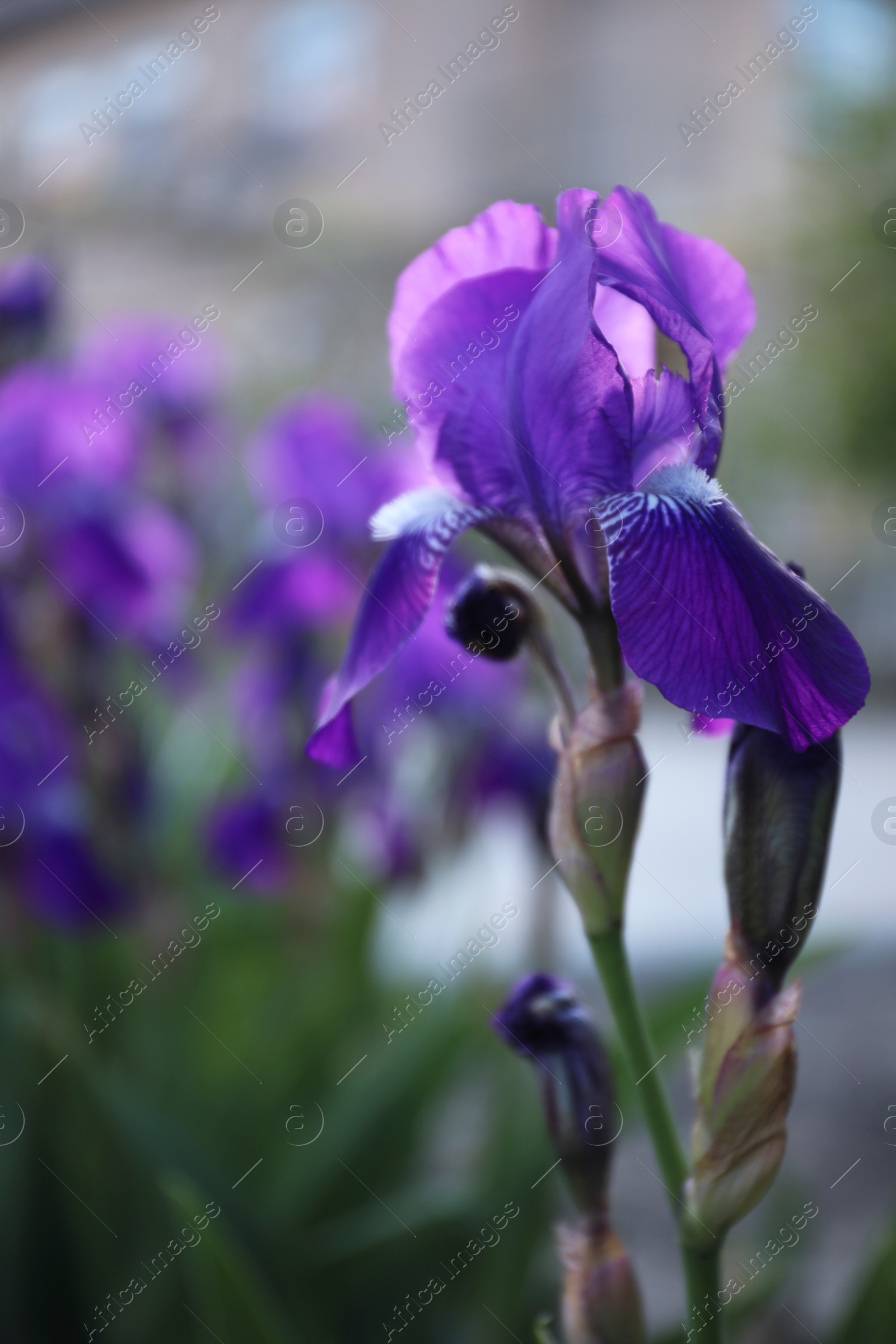 Photo of Beautiful blossoming iris outdoors on spring day, closeup