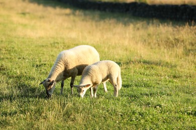 Photo of Beautiful sheep and lamb grazing on green pasture. Farm animal