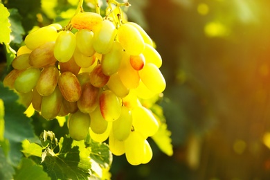 Photo of Bunch of fresh ripe juicy grapes against blurred background