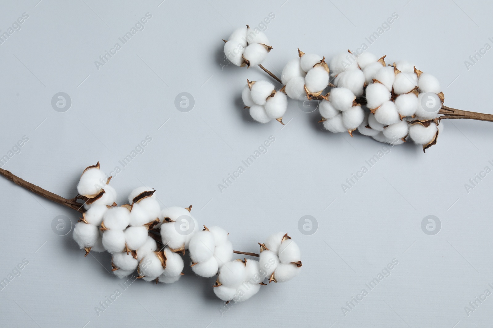 Photo of Beautiful cotton branches with fluffy flowers on light grey background, flat lay. Space for text