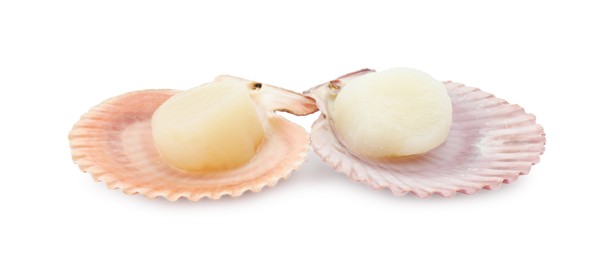 Photo of Fresh raw scallops in shells isolated on white