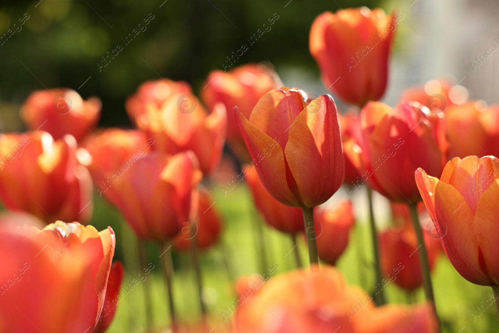 Photo of Beautiful colorful tulips growing in flower bed, selective focus