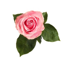 Beautiful pink rose on white background, top view