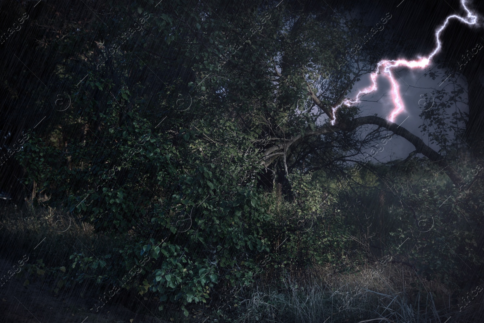 Image of Dark cloudy sky with lightning striking tree. Thunderstorm