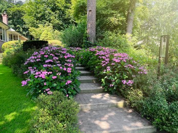 Pathway among beautiful hydrangea shrubs with violet flowers outdoors
