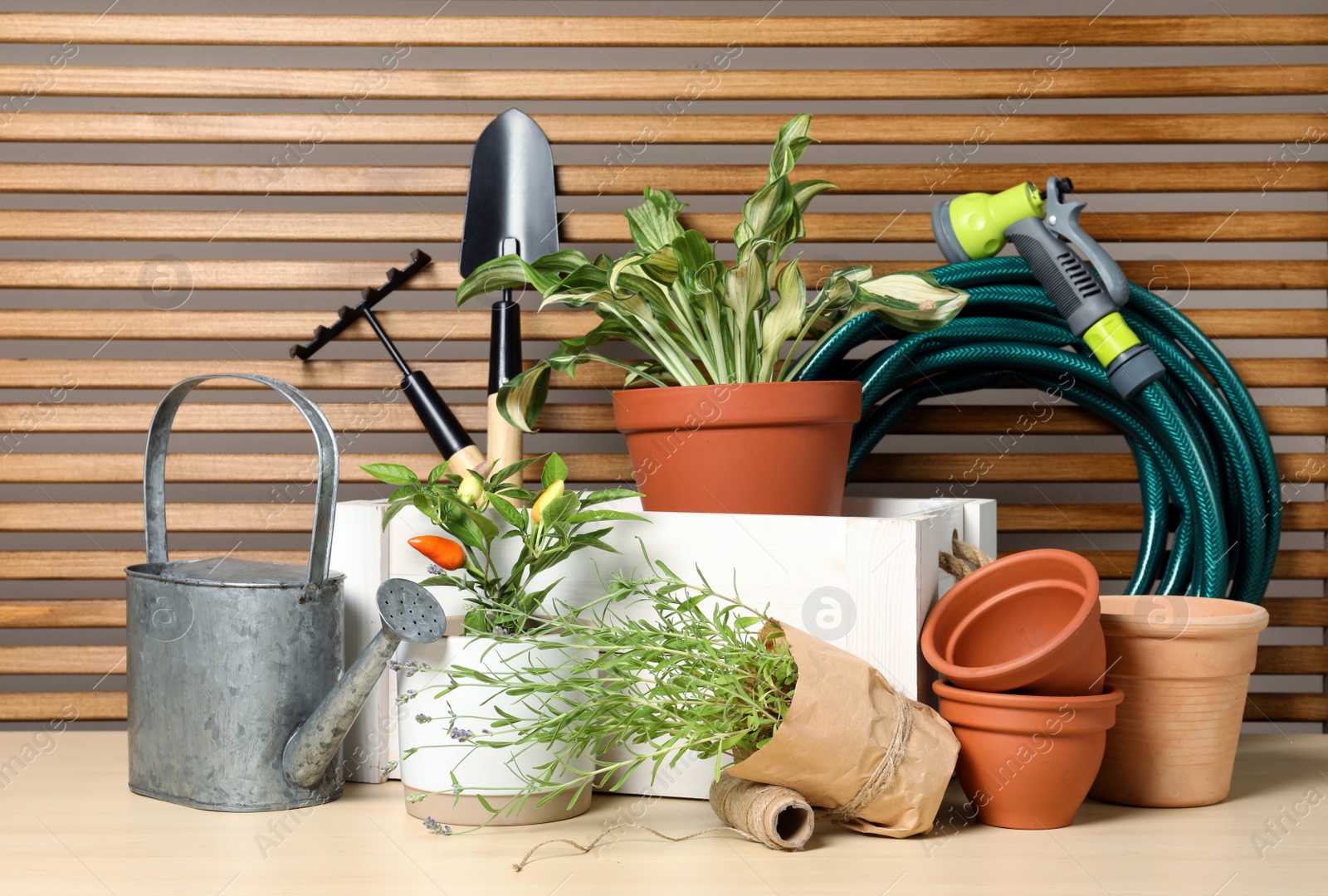 Photo of Gardening tools and houseplants on wooden table