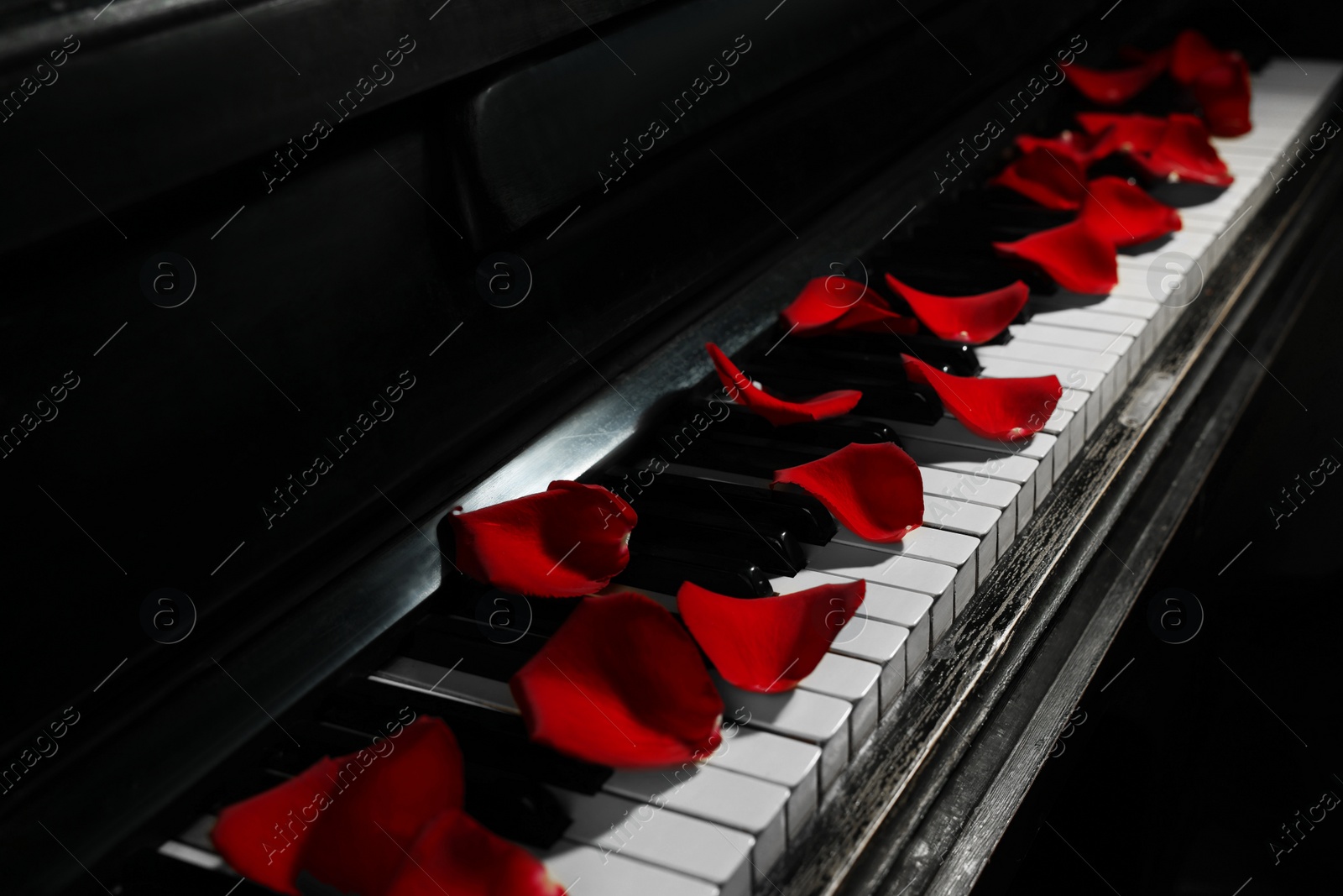 Photo of Many red rose petals on piano keys, closeup