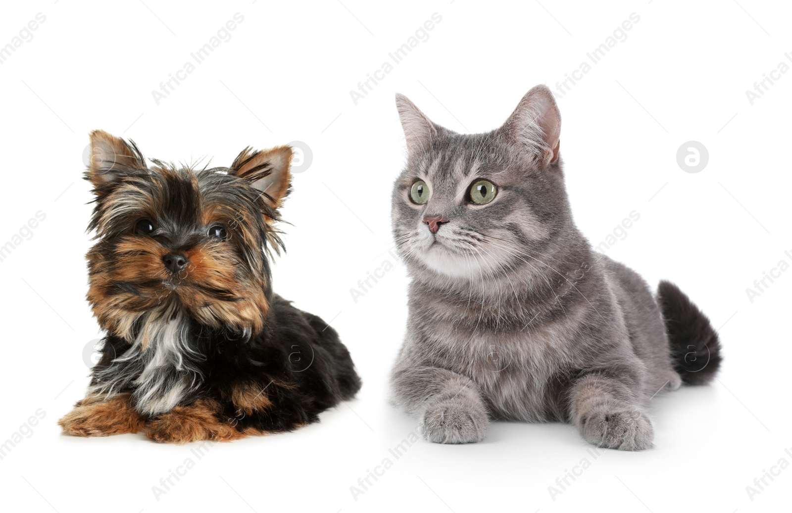 Image of Cute cat and dog on white background. Fluffy friends