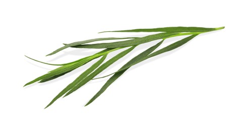 Photo of One sprig of fresh tarragon on white background, top view