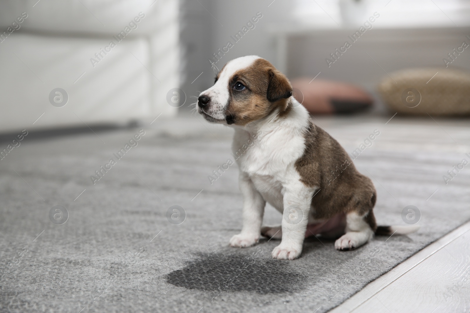 Photo of Adorable puppy near wet spot on carpet indoors