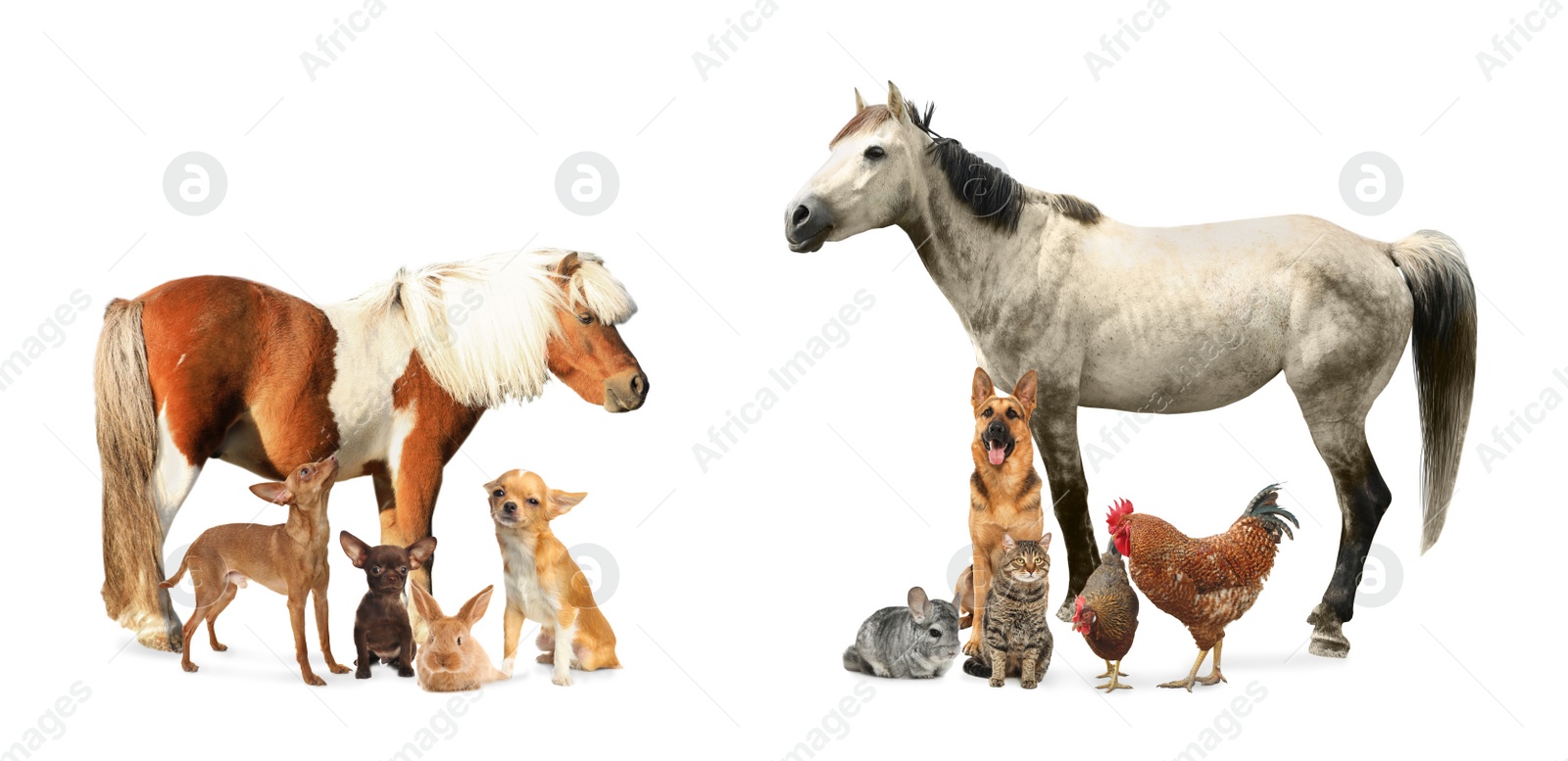 Image of Collage with horse and other pets on white background. Banner design